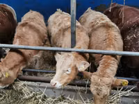 Cattle (batch, sex not specified), Hereford — photo 6