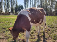 황소, Simmental cattle — 사진 4