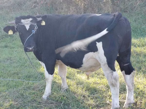 Bull, Russian Black pied cattle — Moldova