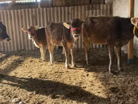 गाय, Swiss cattle — फ़ोटो 2