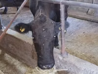 Cow, Aberdeen-Angus — photo 3