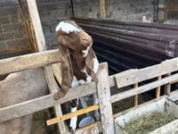 Bak, Beetal goats — 2. fotó