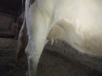 गाय, Russian Black pied cattle — फ़ोटो 4
