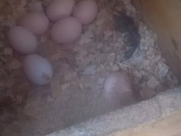Chickens — Kenya