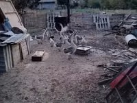 Geese — 4-rasm