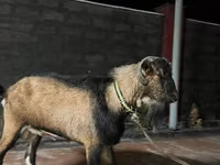 Goat, Alpine goat — photo 2