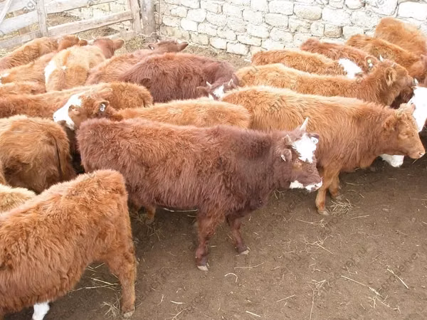 Cow, Kalmyk breed
