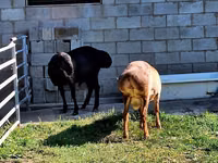 Ram, Hissar sheep — photo 7
