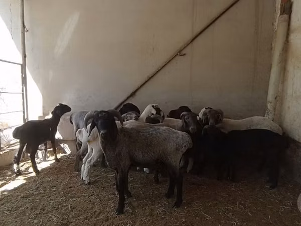 Ram, Sheep — Uzbekistan
