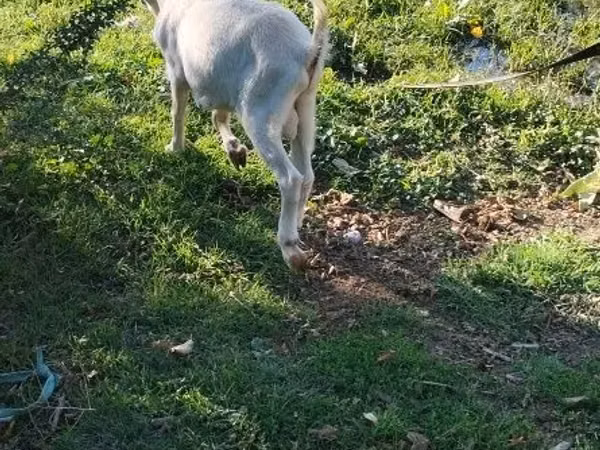 بز ماده, Saanen goat — قزاقستان
