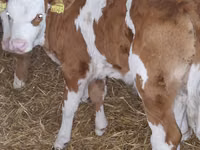 گاو و گوساله (گروه، جنسیت مشخص نشده), Simmental cattle — عکس 6