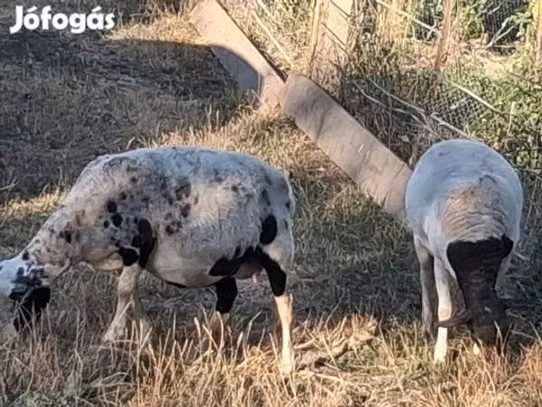 Πρόβατο, Dorper sheep — Ουγγαρία