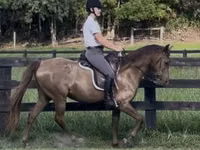 Mare, Rocky Mountain Horse — photo 8