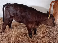 Bovini (lotto, sesso non specificato), Russian Black pied cattle — foto 3
