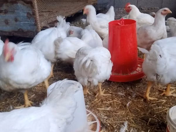 Chickens — কিরগিজিস্তান