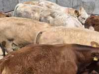 公牛, Limousin cow — 照片 4