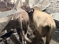 ষাঁড়, Simmental cattle — ছবি 4