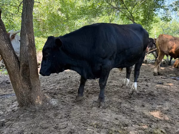 Bull, Aberdeen-Angus