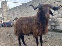 Хуц, Red Karaman sheep — 5 зураг