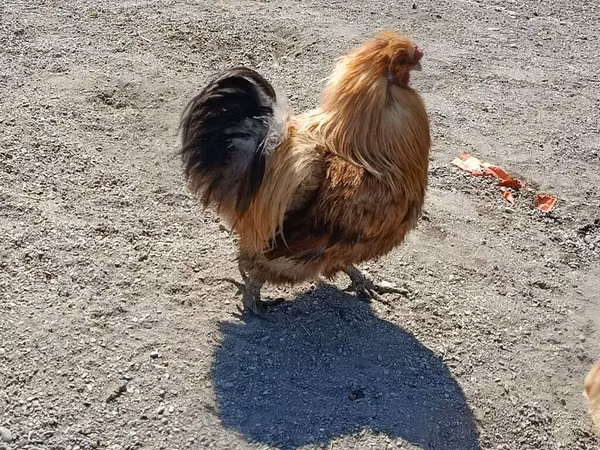 Chickens — جمهوری آذربایجان
