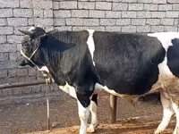 Toro, Russian Black pied cattle — foto 5