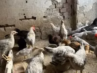 Chickens — புகைப்படம் 4