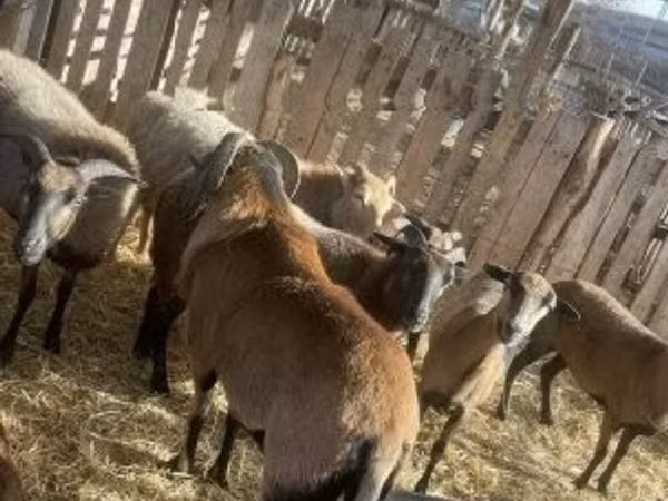 قوچ, Cameroon sheep