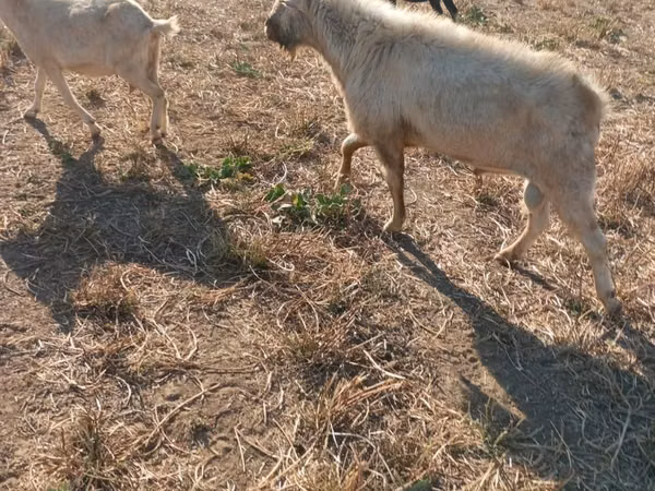 بز نر, Nubian Goat
