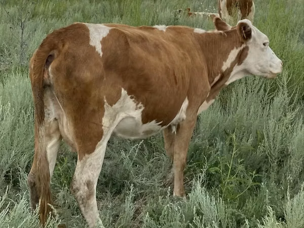 Cow, Simmental cattle