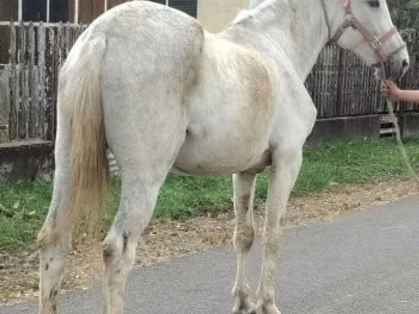 مادیان, اسب