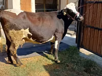 Cow, Alatau breed — photo 3