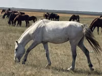 Mare, Horses — photo 3