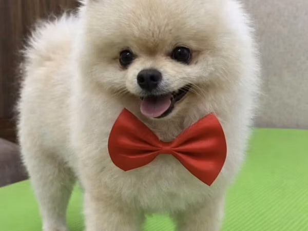 Pomeranian Spitz – krem rəngli, mini ölçülü, qəşəng görünüşlü balaca