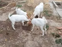 Goat, Goats — photo 2
