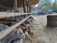 公牛, Simmental cattle — 照片 1