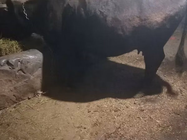 Cow, Cattle — Armenia