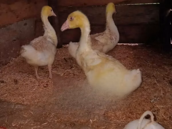চাইনিজ — কেনিয়া