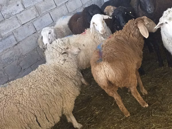 Sheep (batch, sex not specified), Sheep — Kyrgyzstan