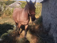 Mare, Horses — photo 4