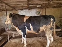 Bull, Simmental cattle — photo 3