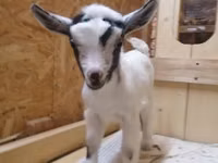 암염소, Australian Miniature goats — 사진 2