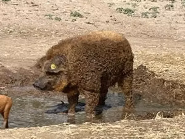 Boar, 