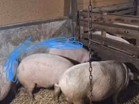 Porcs (lot, sexe non indiqué) — photo 3