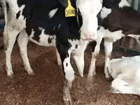 गाय, गोलस्टीन नस्ल — फ़ोटो 2