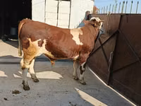 วัวตัวผู้, Simmental cattle — รูปภาพ 3