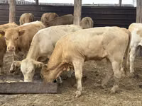 Toro, Razza Auliakol — foto 2