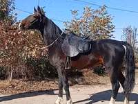 ცხენი, French Trotter — ფოტო 8