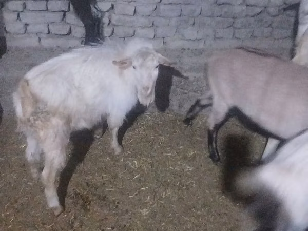 بز نر, Saanen goat