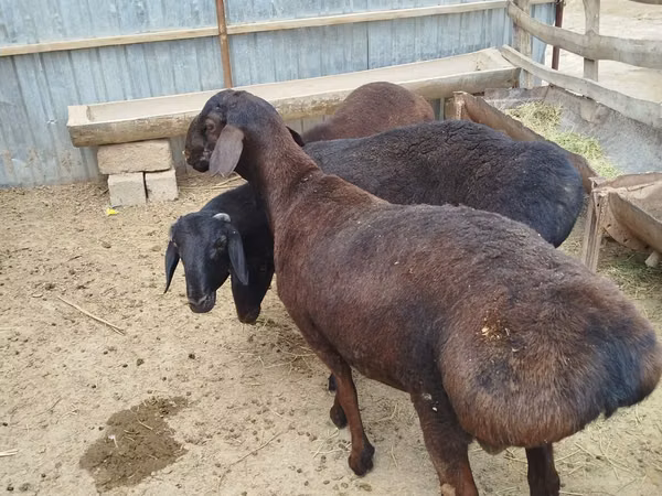 Ram, Sheep