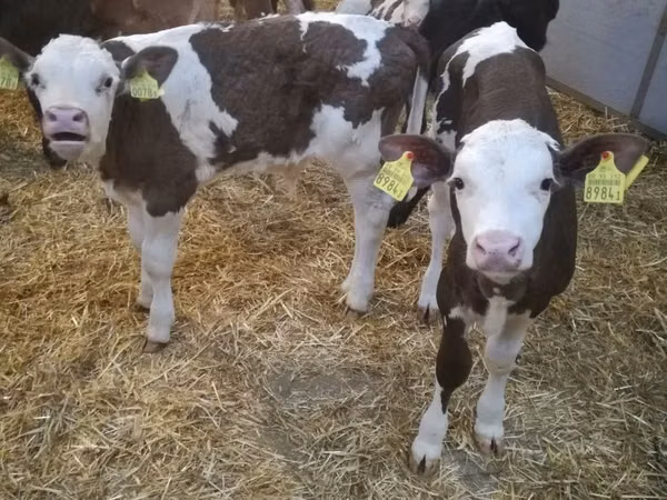 Үхэр (бүлэг, хүйс заагаагүй), Simmental cattle